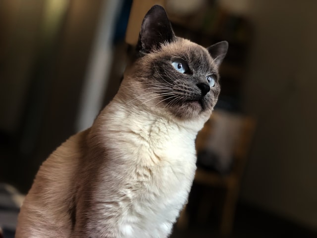 An In Depth Look At Siamese Cats
