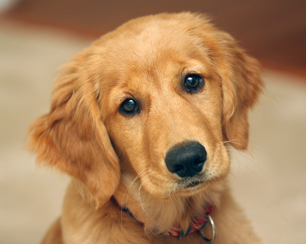 PET CARE